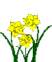daffodil